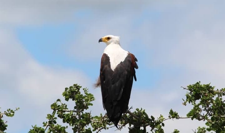 Bald Eagle