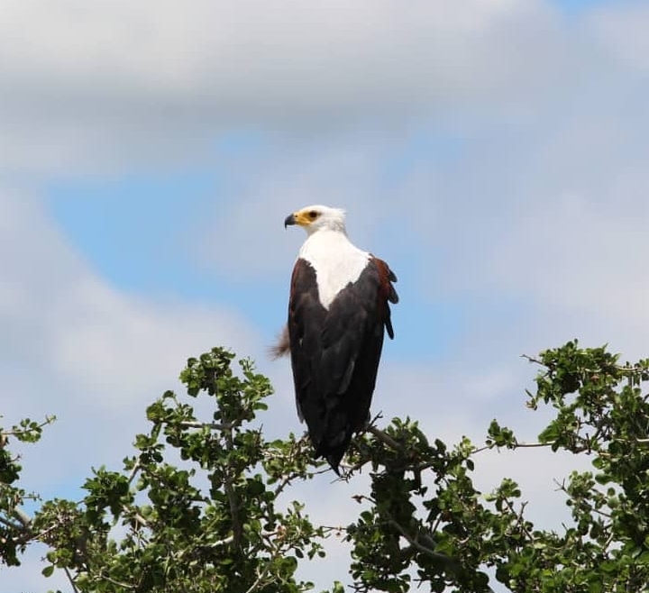 Bald Eagle