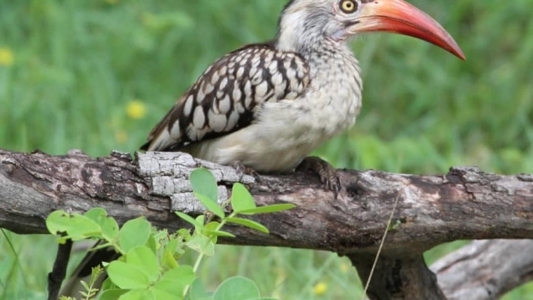 Hornbill