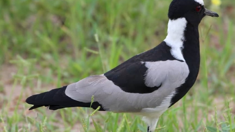 Black and White Bird