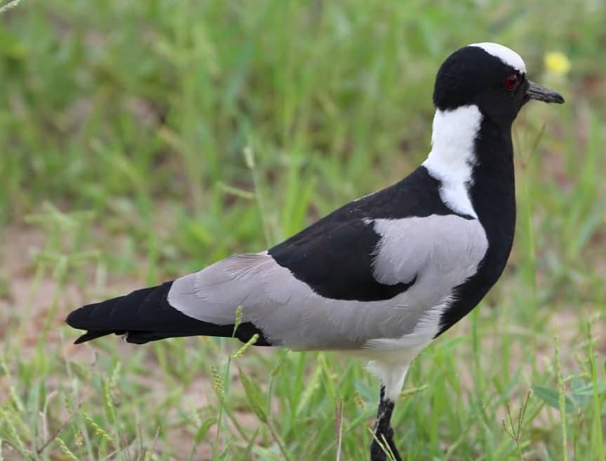 Black and White Bird