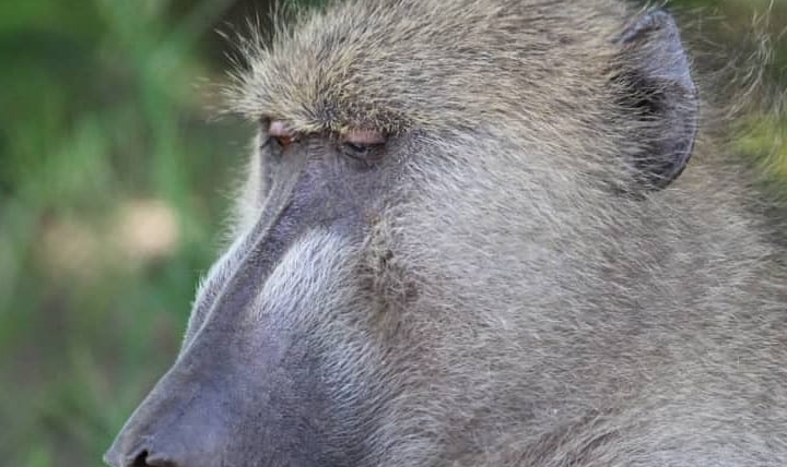 Baboon