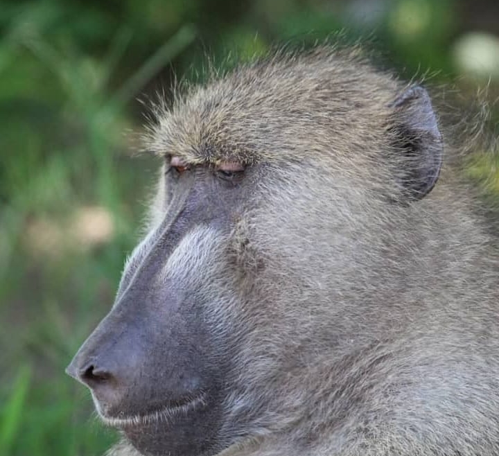 Baboon