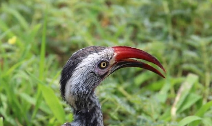 Hornbill – Red Beak