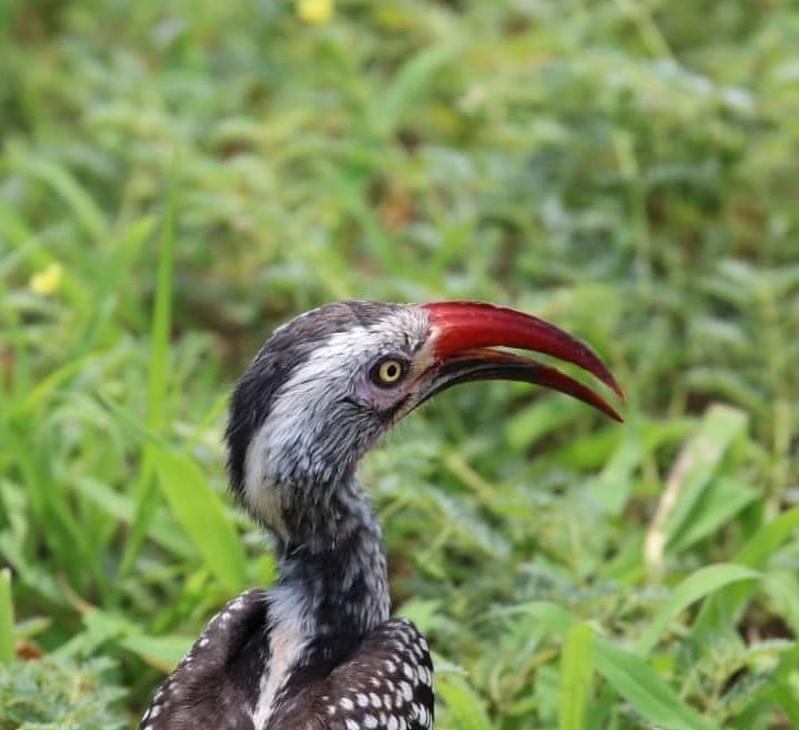 Hornbill – Red Beak