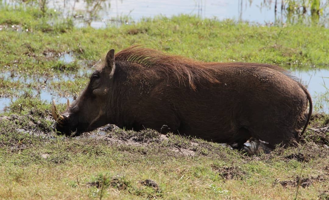 Warthog