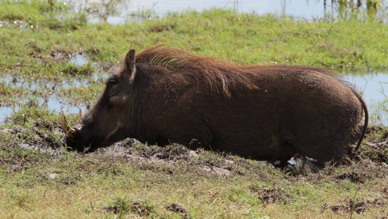 Warthog