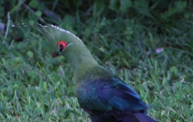 Green & Blue Bird