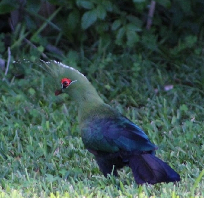 Green & Blue Bird