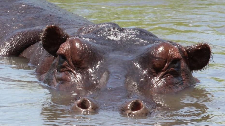 Hippo