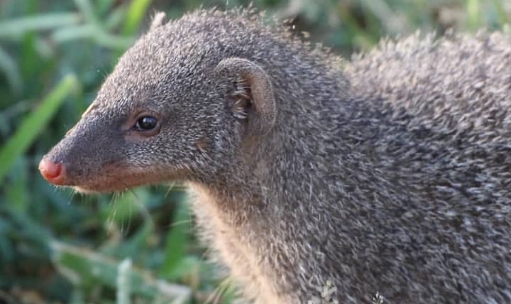 Indian Grey Mongoose