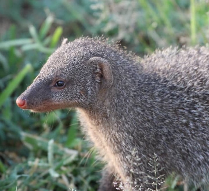 Indian Grey Mongoose