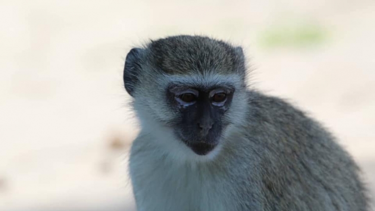 Vervet Monkey