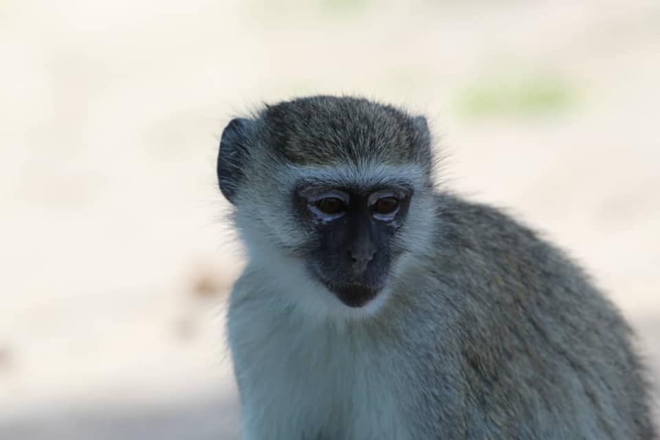 Vervet Monkey