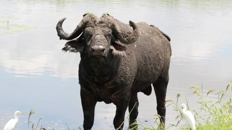 Water Buffalo