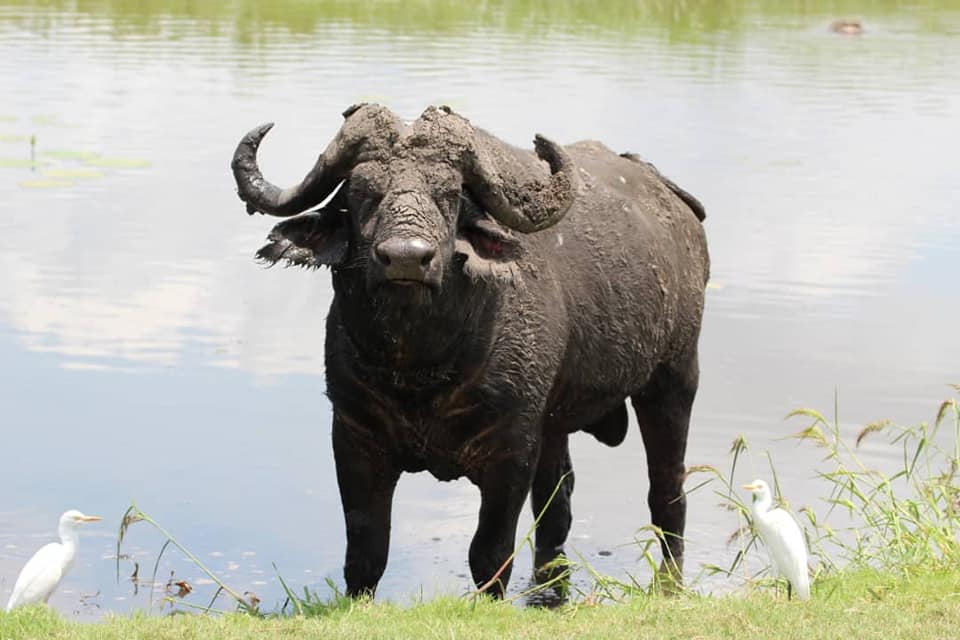 Water Buffalo