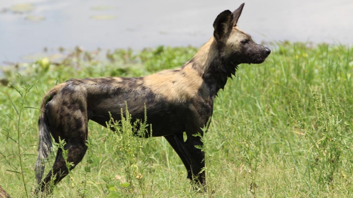 African Wild Dog