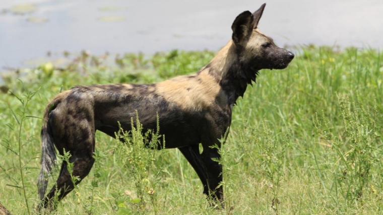 African Wild Dog