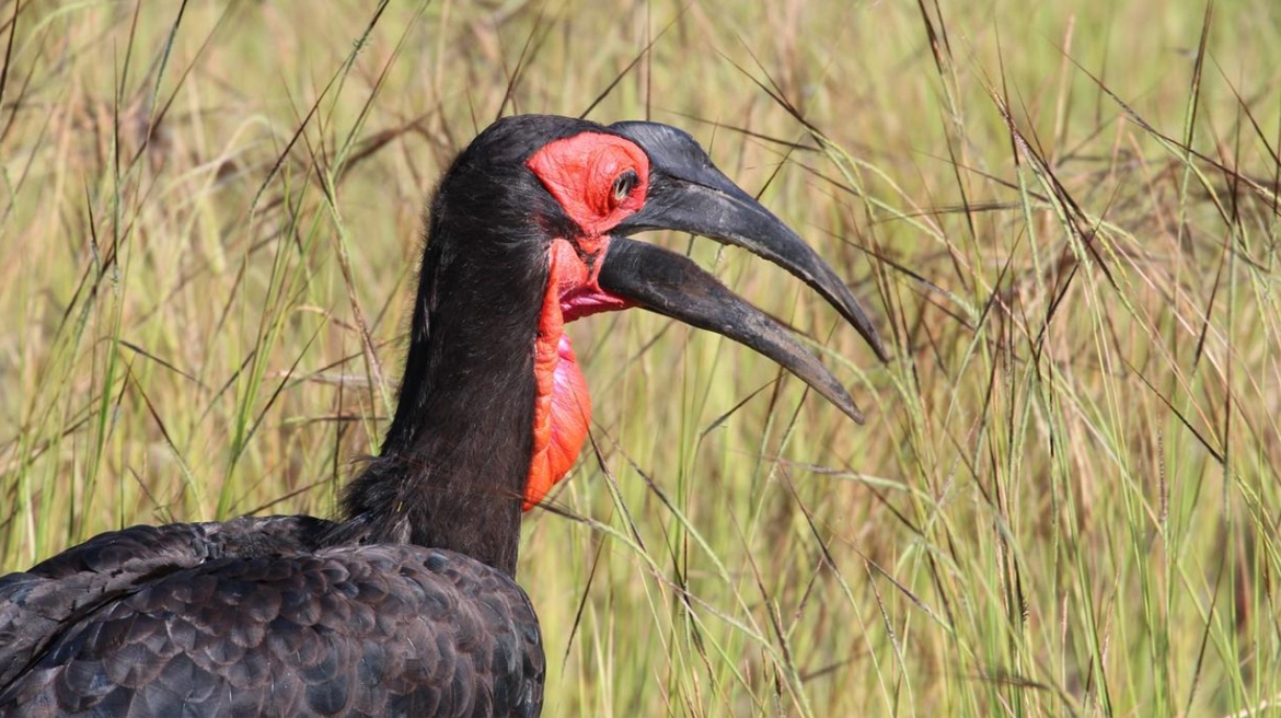 Black Bird – Red Neck