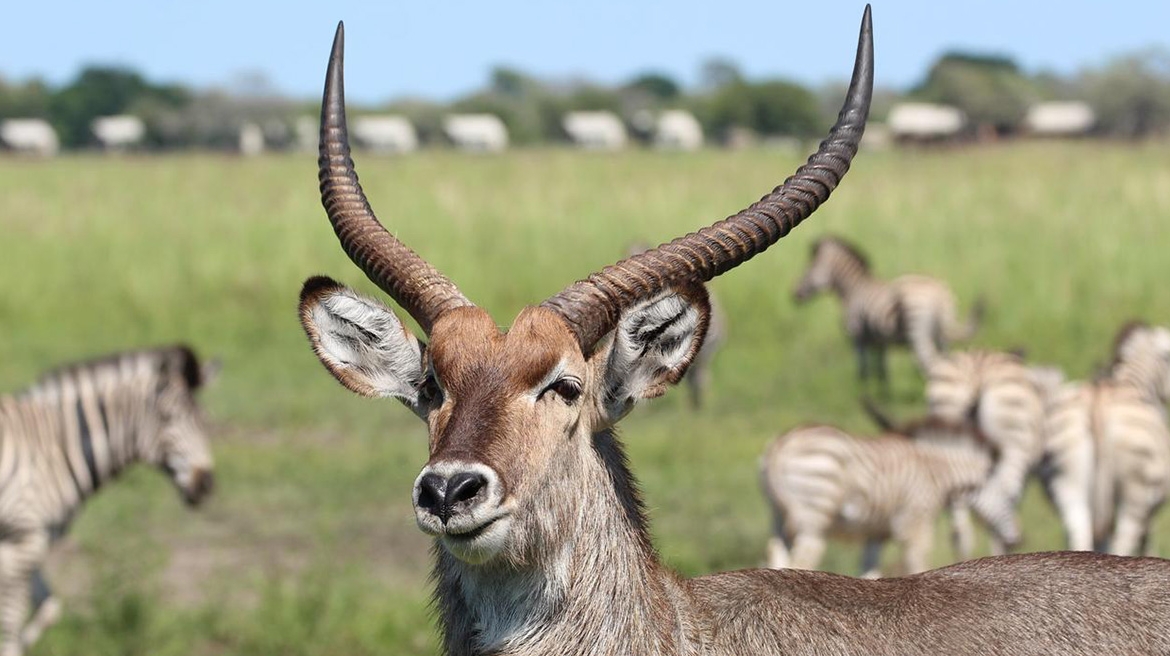 Impala