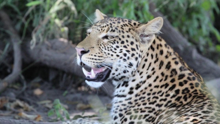 African Leopard