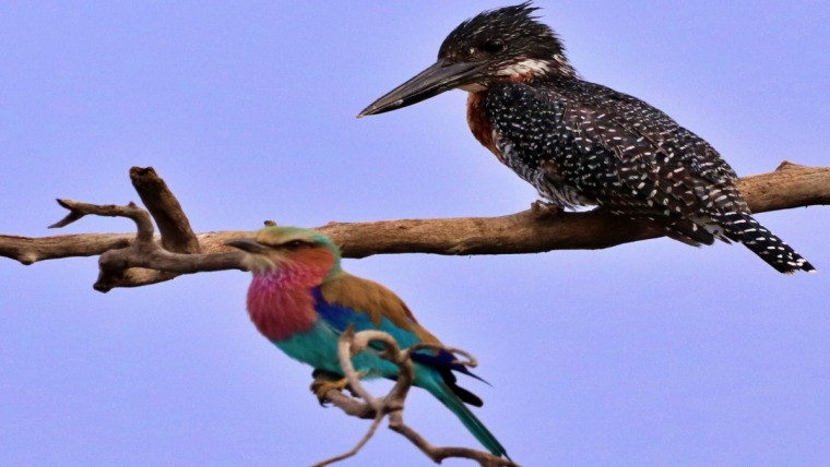 Lilac-breasted Roller