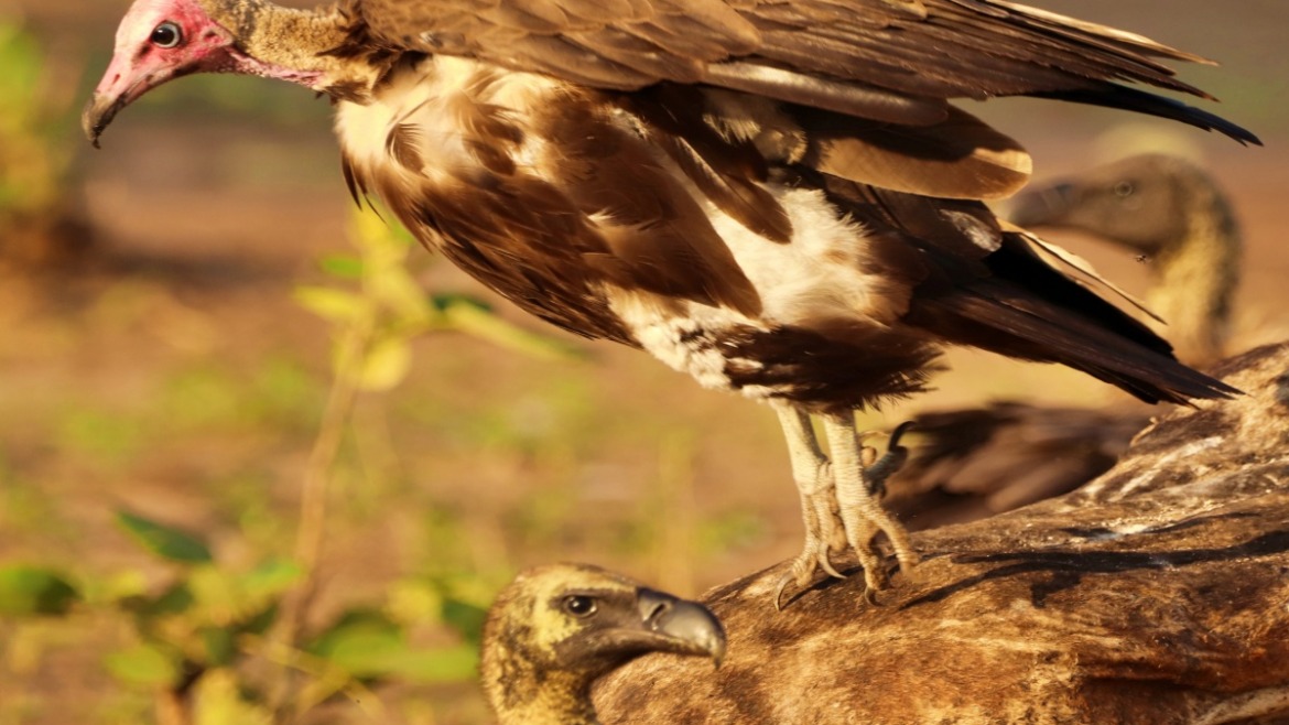 Griffon Vulture