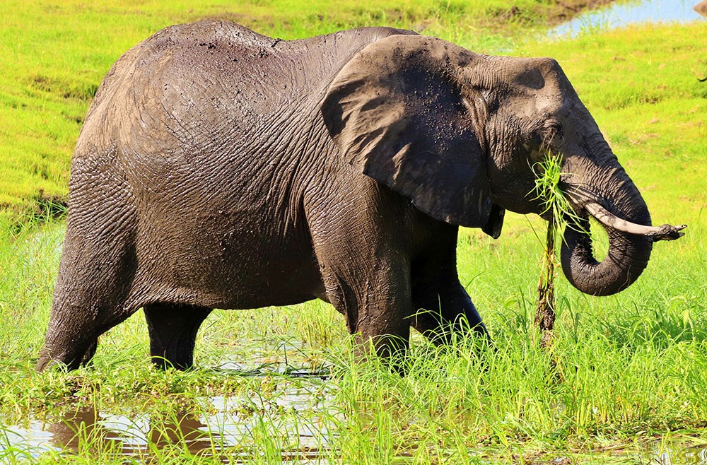 Elephant Eating