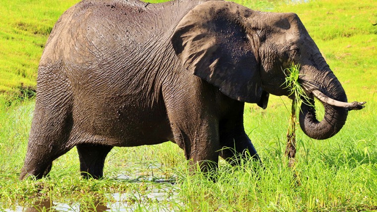 Elephant Eating