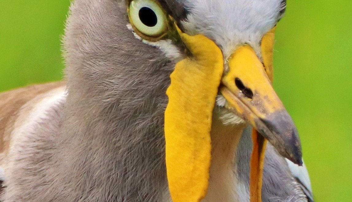 Masked Lapwing