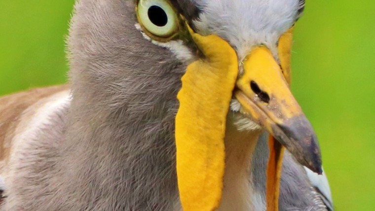 Masked Lapwing