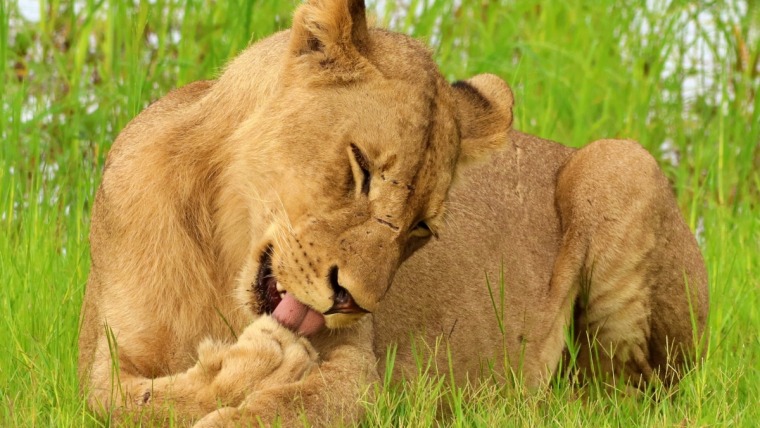 Lion Licking Paw