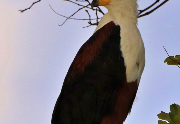 Bald Eagle