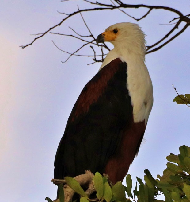 Bald Eagle